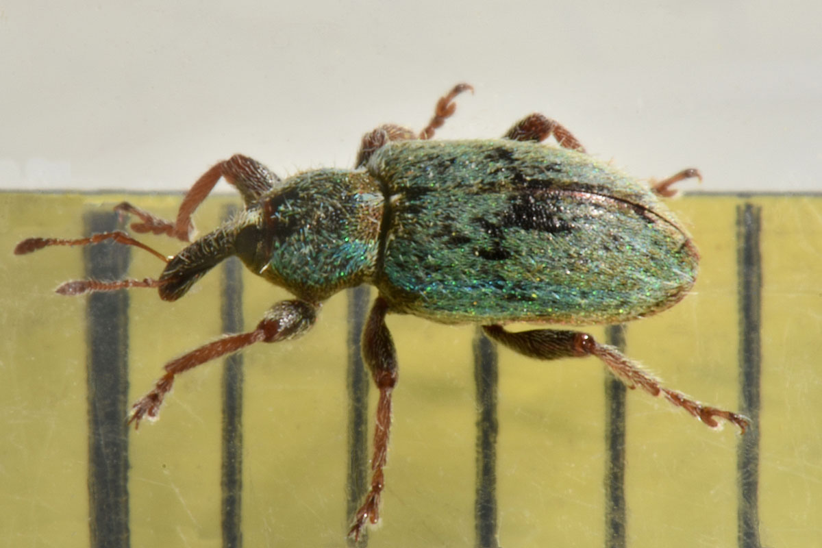 Curculionidae: Hypera nigrirostris?  S !